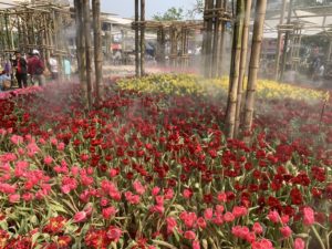 チューリップの花壇です。