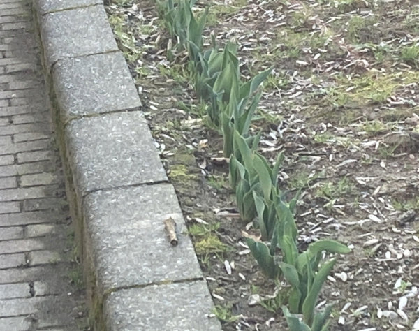 園芸・土地経済研究所 イメージ画像
