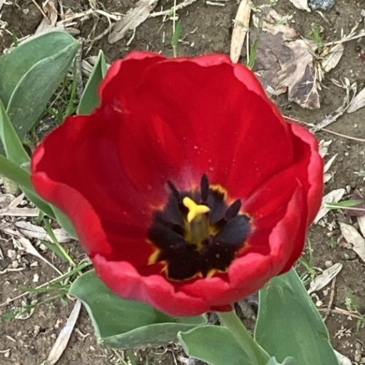 (赤いチューリップ)