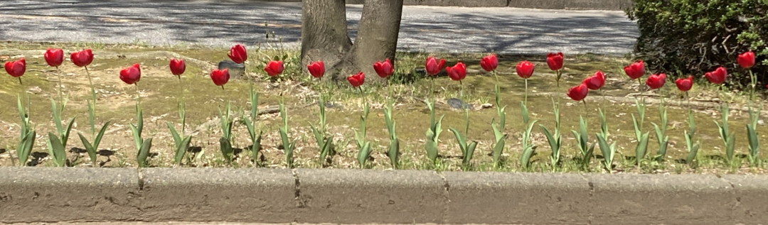 2026年4月20日 富山大学キャンパス